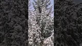 Белый, белый, белый снег! 