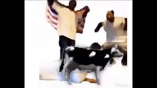 Мемный флекс