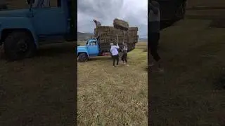 Сенокос в самом разгаре.Кандик!
