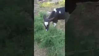 У Кнопки не шило, а кнопка в попке🤣🤣🤣