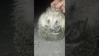 Самый лучший ёжик которого вы видели
