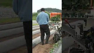 YANMAR Sweet Potato Transplanter PH10A Series #shorts #agrimachinery