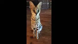 Serval Cat Sits on Command