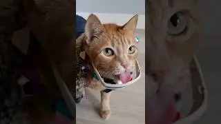ИЗВИНИ БРО 