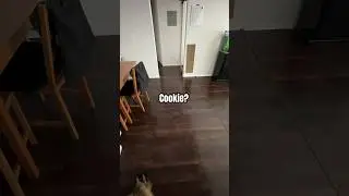How A Siberian Cat Responds To ‘cookie’
