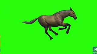 horse running -1 green screen video