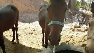 Көрерменнен келген видео! Нұржан бауырымыздың жемде тұрған тайлары