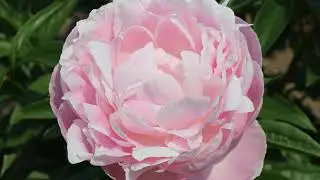 Peony Mrs F. D. Roosevelt / Пион Миссис Ф. Д. Рузевельт