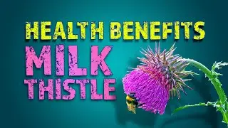 Benefits of Milk Thistle! For Liver and Gallbladder Ailments