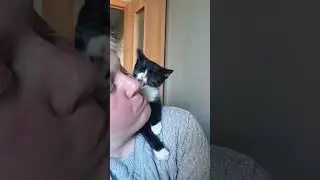 #music #кот #рекомендации #cat #приколыскотами #топ