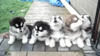 Pups 4 weeks old howling!