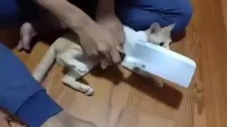 Кота успокоили тесаком