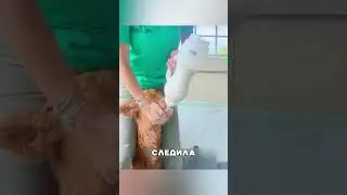 Корова бросила телёнка из-за цвета 😳🔥🥰