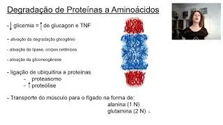 Metabolismo de Aminoácidos