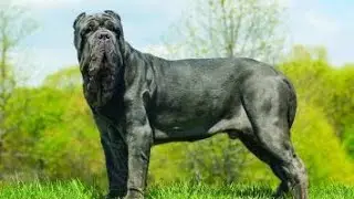 Neapolitan Mastiff Powerful Massive Defender