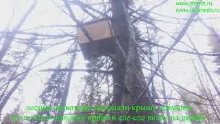 Сбор ловушек с бродячими роями.