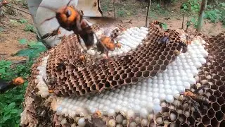 Raising the largest cricket bees in Vietnam #ongdê