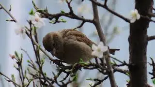 Звуки леса ~ ручей, птицы, насекомые ~ Релакс без музыки