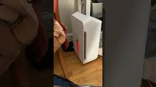 Introducing cat toys to an 8 week old kitten