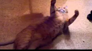 Гошанчик и швабра...