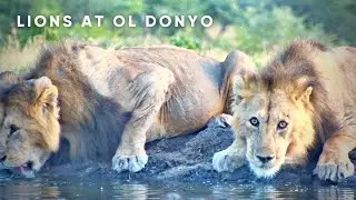 Incredible Wildlife at the Waterhole