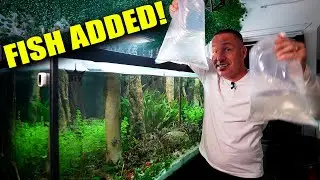 Adding catfish and python eels to my aquariums! the king of diy