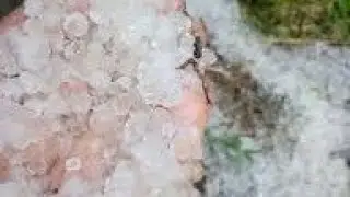 КАНИБАДАМ / КУЧКАК / ДУЛ ЁГДИ * ЯХЧА*