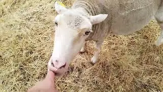 que bonitos están los corderos y las madres