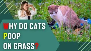 Why Do Cats Poop on Grass? Cat Owners Must Know