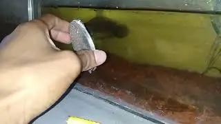 channa Yellow Chentarum