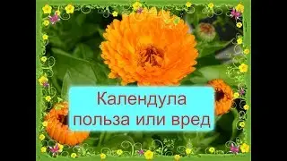Календула - показания к применению. Польза и вред ноготков!
