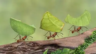 Crispy Man — Ants