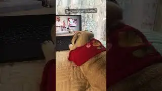 Джони брат Шифы? 🙀 