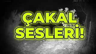 Çakal sesleri (Canlı yayınımızdan)