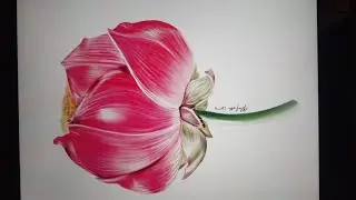 #infinite_painter_tutorial     lotus drawing | infinite painter Tutorial for beginners