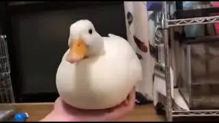 We all needed this.