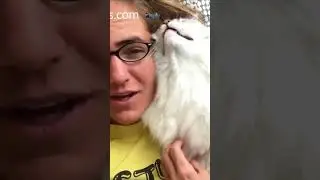 Pure Bliss: Snuggling My Blue Lynx Mitted Ragdoll