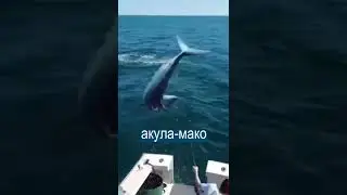 Рыбаки разбежались, когда в лодку запрыгнула акула