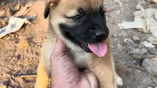 3 chú cún con của bé Bơ nay chạy nhảy lăng xăng khám phá xung quanh