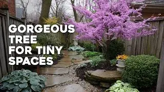 Small Yard? Plant These 15 Gorgeous Ornamental Trees! 🌳✨
