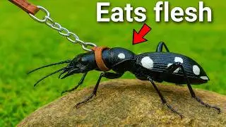 I Bought Pet Humping Beetles