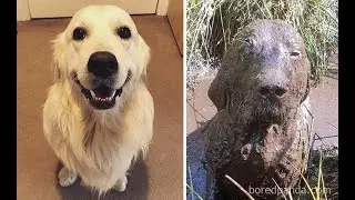 FUNNY DOG #shorts #tiktok #funnydog