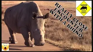 Really close Rhino encounter