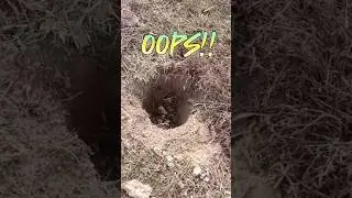 Ну разве так можно, поисковики???😡🤬