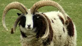 Jacob Sheep | Horns-A-Plenty