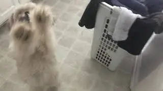 My dog know some tricks
