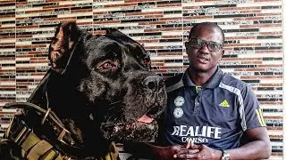 Can You Handle a 700PSI Cane Corso?