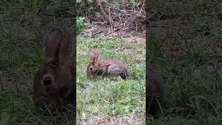 BUNNY RABBIT