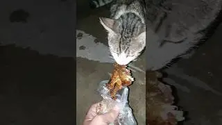 kucing sarapan pagi #cat #shortvideo #shorts