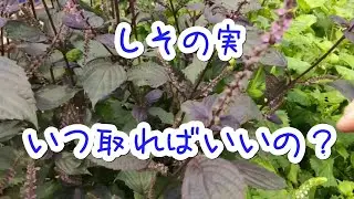 Perilla seeds harvest time, timing, and how to distinguish them.